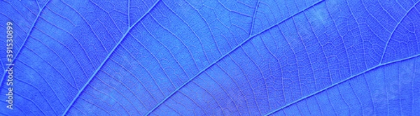 Obraz Abstract blue leaf background