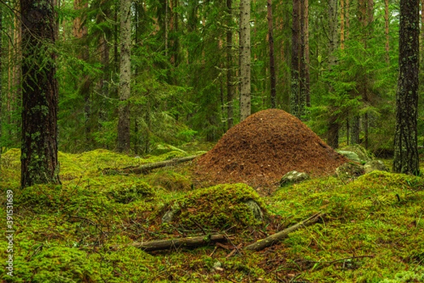 Fototapeta Large anthill in the middle of a green forest
