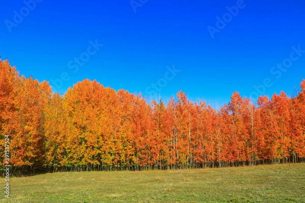 Obraz autumn trees in the forest