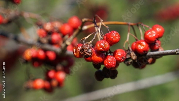 Obraz red berries on a branch