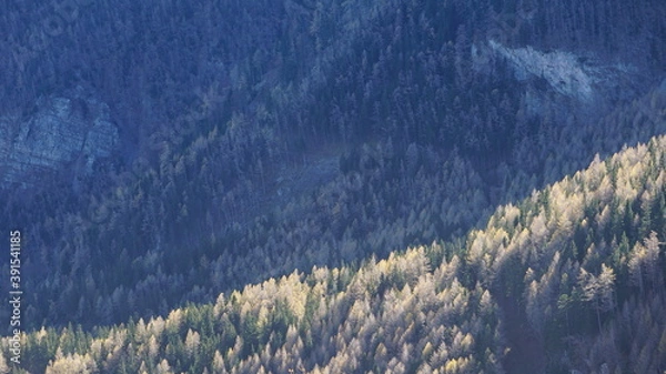 Obraz forest during fall