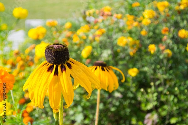 Obraz African Daisy-gerbera, close-up