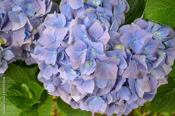 Fototapeta Close up of hydrangea flower in blue and violet flowers