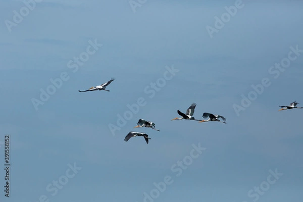 Fototapeta Painted Stork.  This is a rare residentspecie of Thailand which could be found at mangrove forest, river or lake all over the country.  