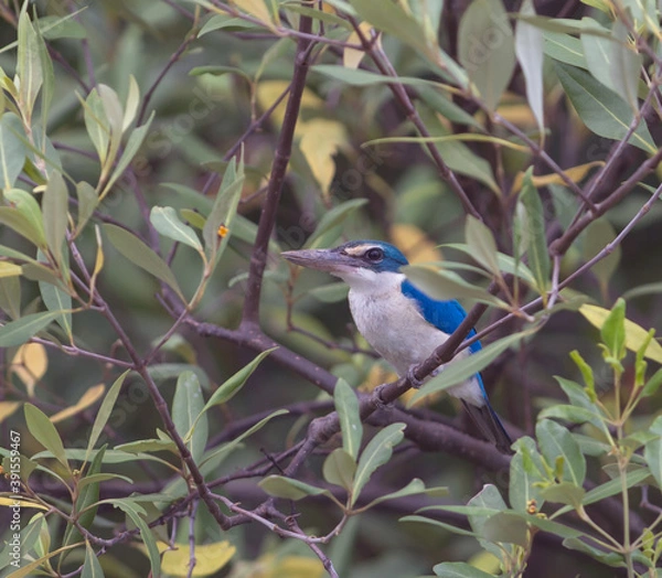 Fototapeta collared kingfisher. A common resident bird of Thailand which could be found at mangrove forest along coastal of Gulf of Thailand . It also could be found near river,lake and pond aorund the country.