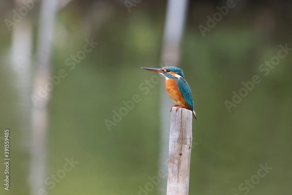 Fototapeta Common Kingfisher. A winter visitor bird of Thailand which could be found during winter season of  August to March every year. These were taken at Banpoo Recreational Center, Samut Prakan, Gulf of Tha