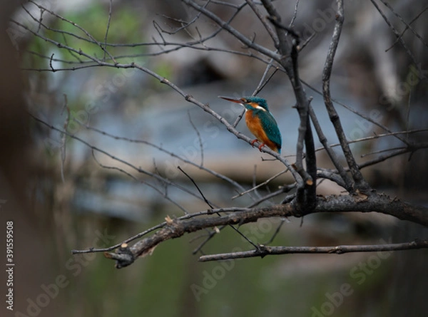 Fototapeta Common Kingfisher. A winter visitor bird of Thailand which could be found during winter season of  August to March every year. These were taken at Banpoo Recreational Center, Samut Prakan, Gulf of Tha