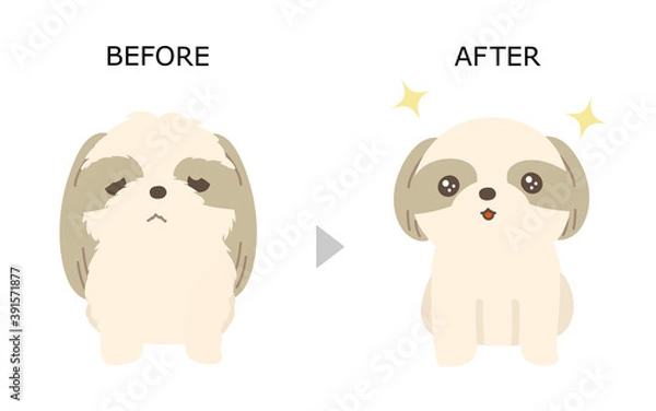 Obraz 犬のトリミング　シーズー　ビフォアアフター　白背景