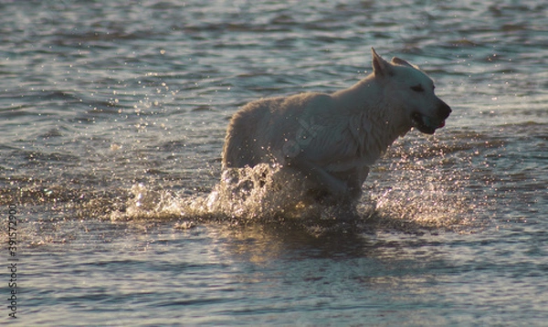 Obraz african wild dog