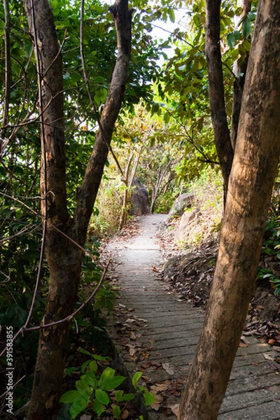 Obraz path in the woods