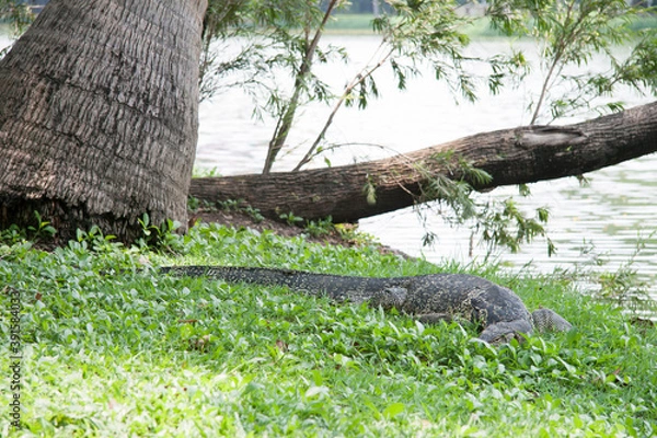 Obraz lizard in the woods