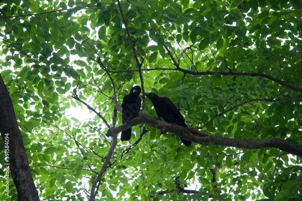 Obraz crows couple on the tree