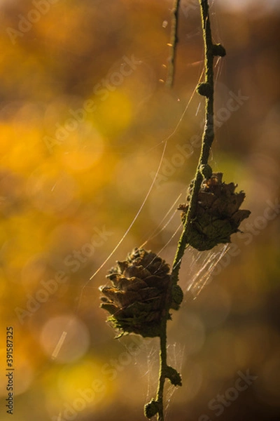 Obraz Larch cones covered with a spider's web