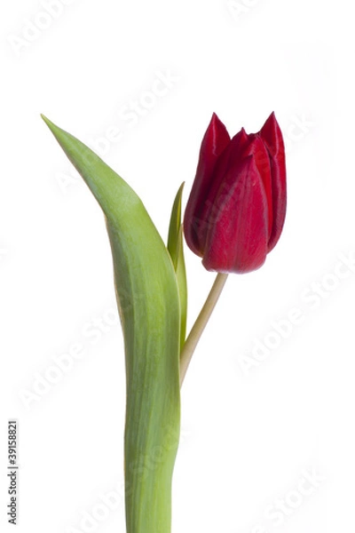 Obraz red tulip isolated on white