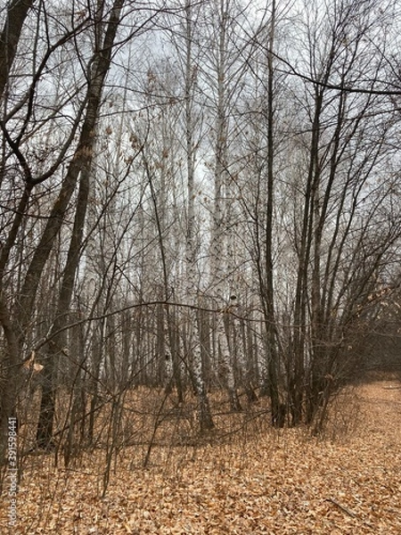 Obraz trees in autumn