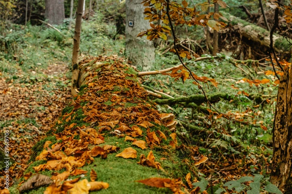 Fototapeta Autumn fall leaves on green moss blurred background. Fresh natural scenery.Orange fallen leaf in forest.Fall vibrant colors.Beautiful autumn landscape. Fall season nature scene beauty selective focus