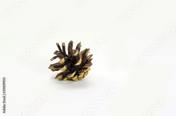 Obraz pine cone isolated on white background