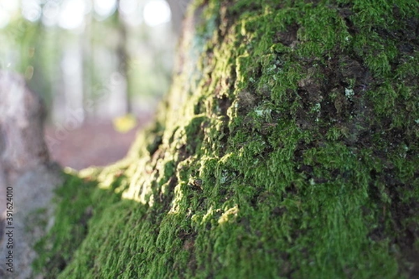 Fototapeta tree trunk close up
