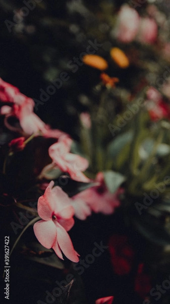 Obraz rose petals in water