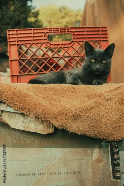 Obraz cat in the basket