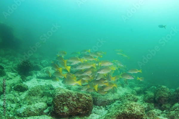 Obraz The shoal of fish in Mexiko. Snappers on the bottom of the sea. Mexican marine life.