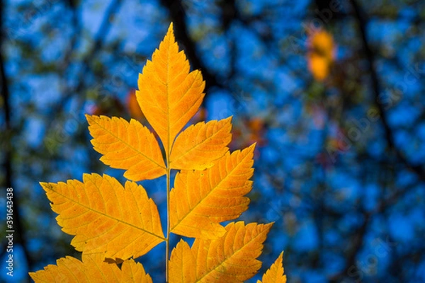 Fototapeta Autumn and fall yellow leave close-up, nature background, yellow color, ash-tree leave