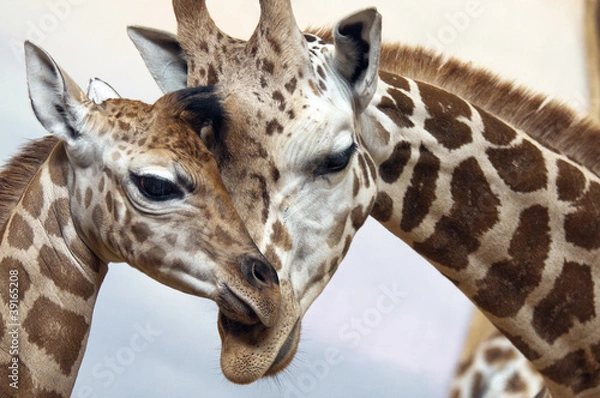 Fototapeta Giraffes