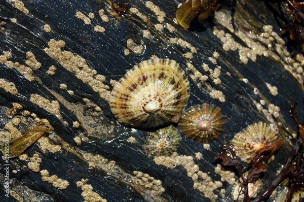 Obraz chapeaux chinois