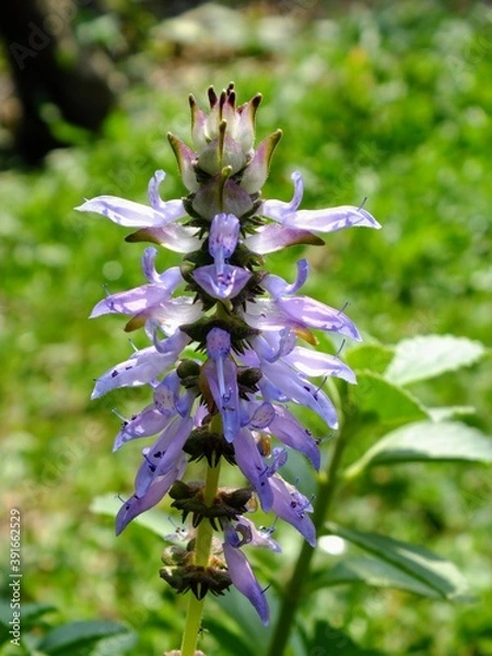 Obraz Mint Flower in Spring