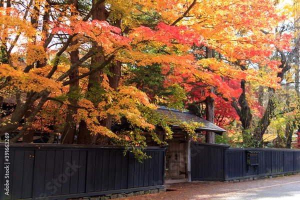 Fototapeta 秋田県角館　秋の武家屋敷通り　紅葉