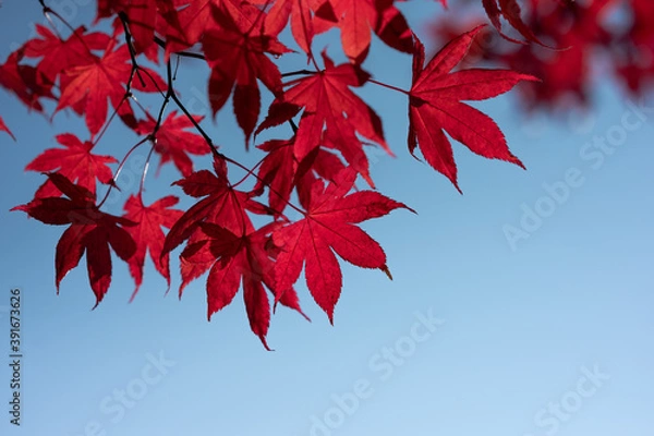 Fototapeta 真っ赤なもみじと透き通った青空
