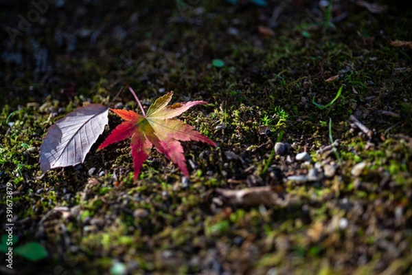 Fototapeta 地面に落ちた一輪のもみじ