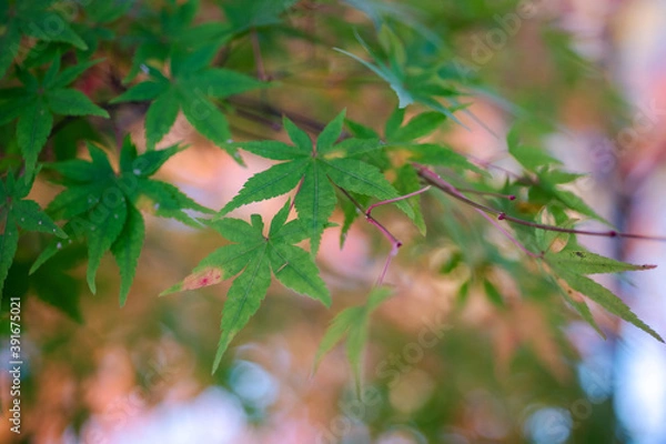 Fototapeta 紅葉前のもみじ