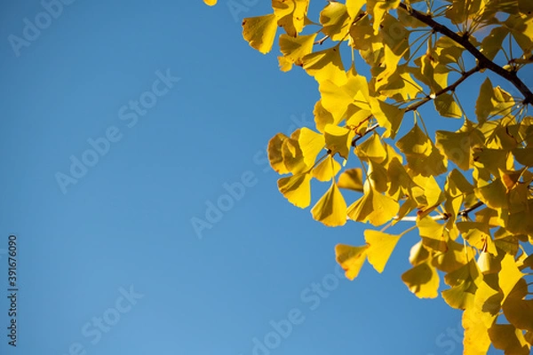 Fototapeta 黄色の葉　青空に生える黄色のイチョウ
