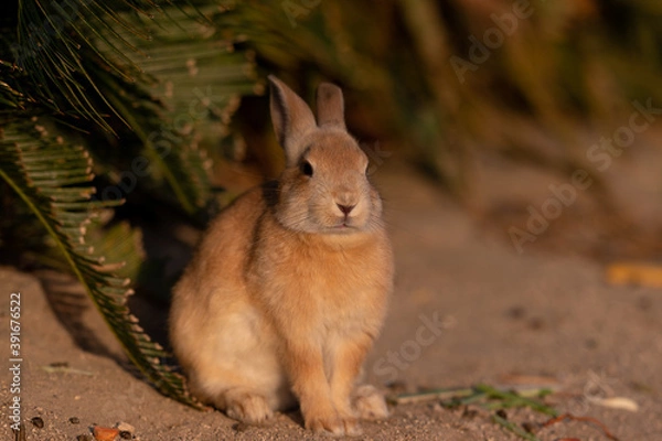 Fototapeta 朝日をじっと見つめる野生のウサギ