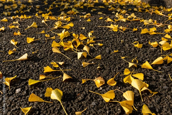 Obraz アスファルトに落ちる黄色のイチョウの葉