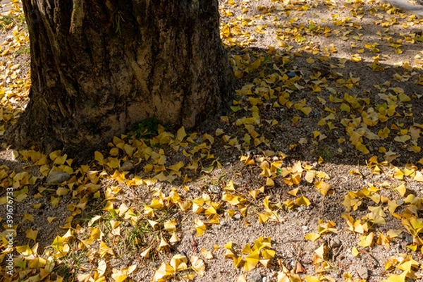 Fototapeta 大イチョウの大木と落ち葉