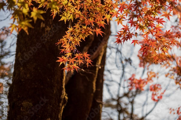 Fototapeta 秋の背景画像　日本の美しいもみじ