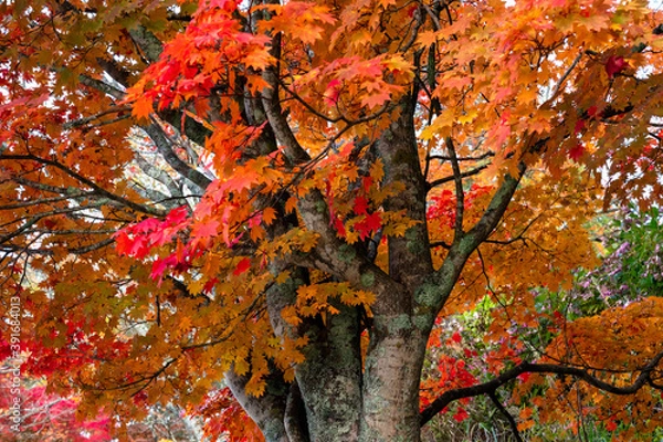 Fototapeta 日本の秋
