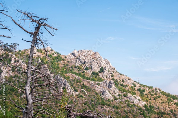 Fototapeta Old dry tree on the mountainside. Fallen pines on the steep slope of a high rocky mountain. High rocky mountains on blue sky background.