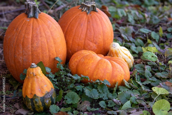 Obraz pumpkin on the ground