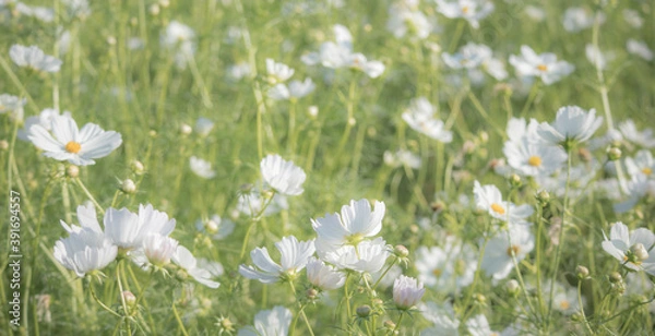 Obraz 白いコスモスの花畑