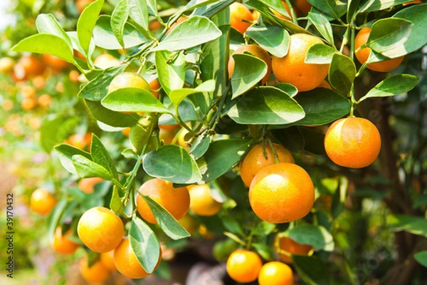 Obraz Orange on tree