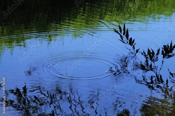 Fototapeta 水辺の波紋