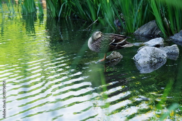 Fototapeta 池の鴨