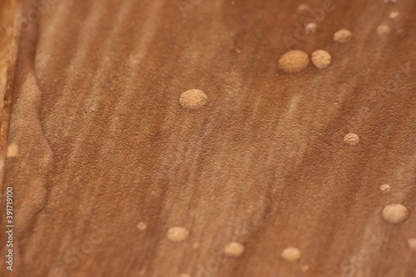 Obraz Closeup selective focus view of water drops on wooden floor.
