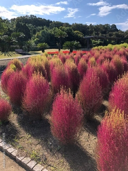 Obraz コキアの風景写真