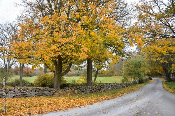 Obraz Glowing maple tree by a country road
