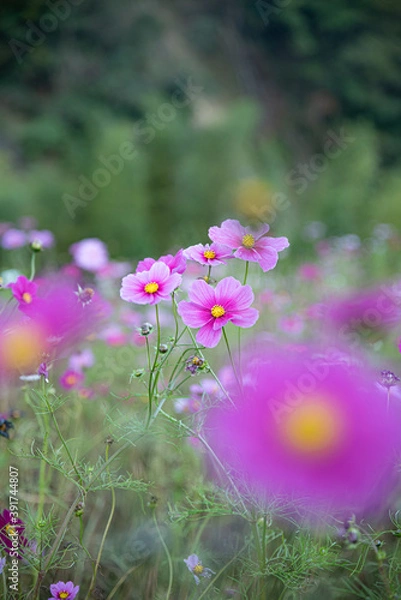 Fototapeta 秋のコスモス