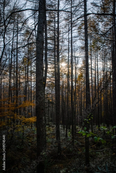 Fototapeta 紅葉と木々